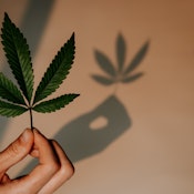 MEDICAL FLOWER