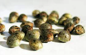 Weed seeds - WEED SEEDS