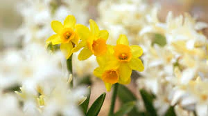 Brand1 - ICE CREAM WITH MINT