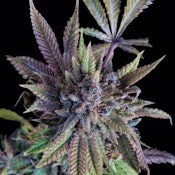 DOÑA-JUANA
