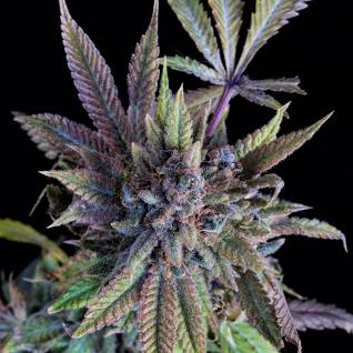 Vet cbd - DOÑA-JUANA